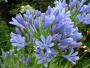 AGAPANTHUS - CRIN AFRICAN - imagine 33744